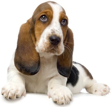 Basset hound
