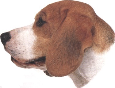 Beagle