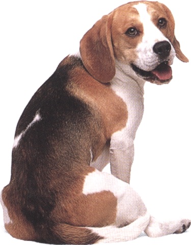 Beagle