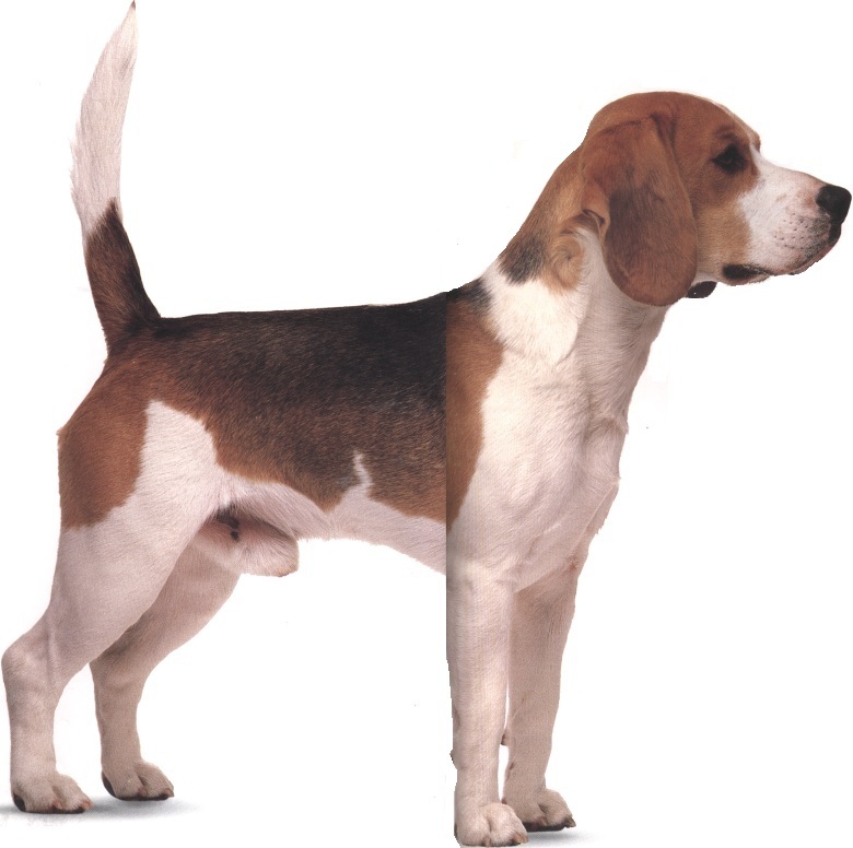 Beagle