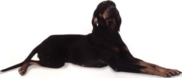 Black and tan coonhound