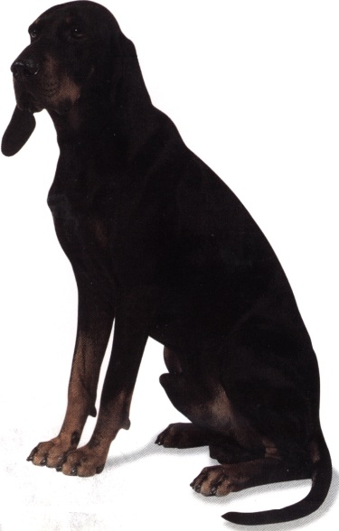 Black and tan coonhound