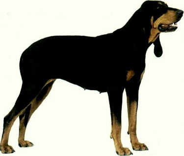 Black and tan coonhound