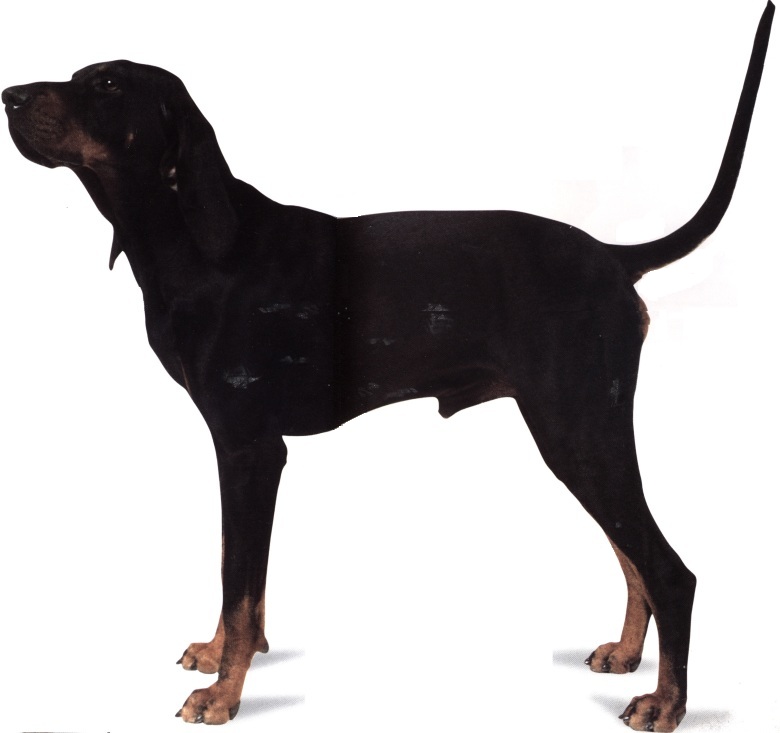 Black and tan coonhound