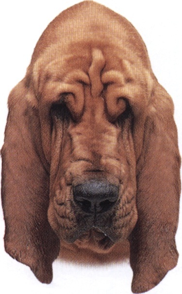 Cane di Sant'Uberto o Bloodhound