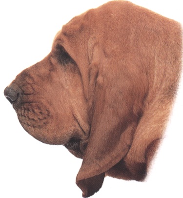 Cane di Sant'Uberto o Bloodhound