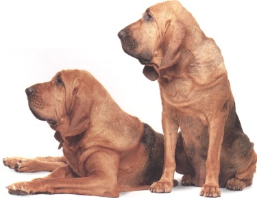 Cane di Sant'Uberto o Bloodhound