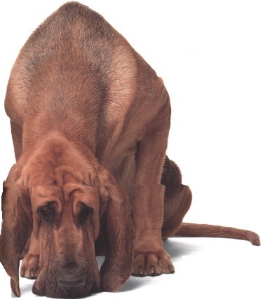 Cane di Sant'Uberto o Bloodhound