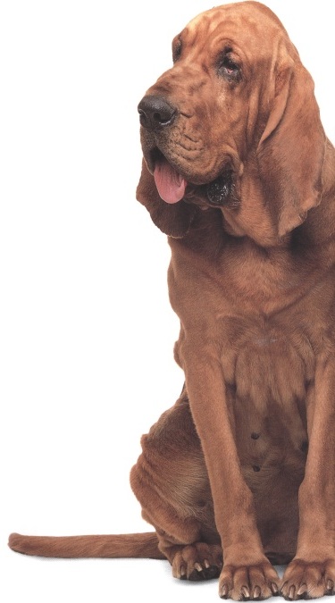 Cane di Sant'Uberto o Bloodhound