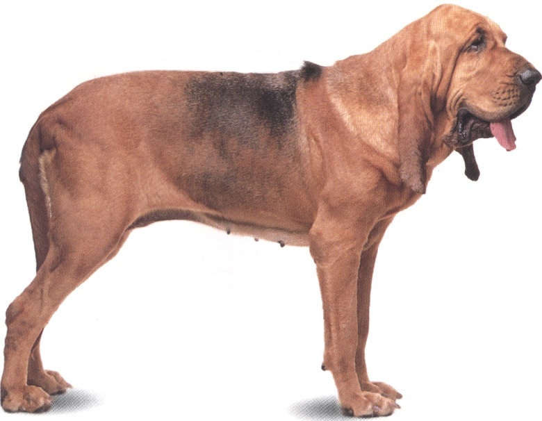 Cane di Sant'Uberto o Bloodhound