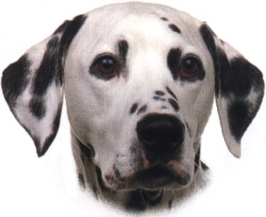 Dalmata