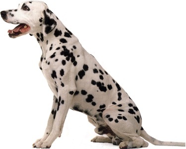 Dalmata