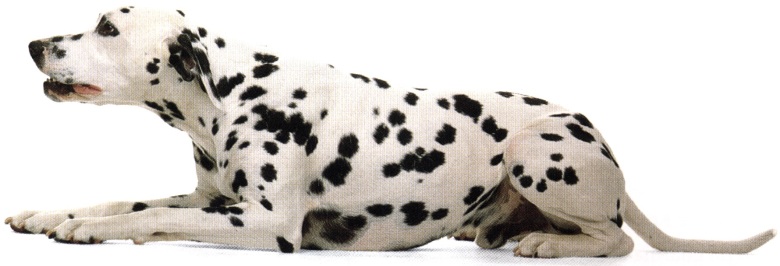 Dalmata