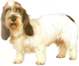 Basset griffon vendéen