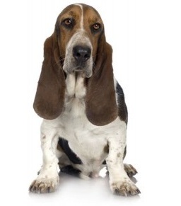 Basset hound