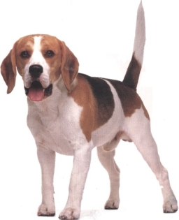 Beagle