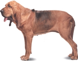 Cane di Sant'Uberto o Bloodhound