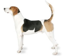 Foxhound