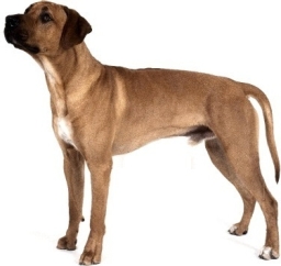 Ridgeback rhodesiano