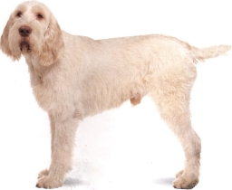 Spinone
