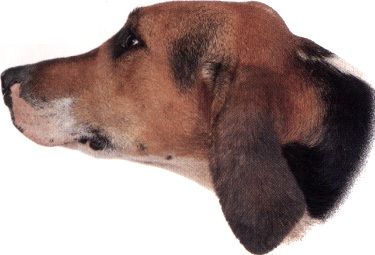 Foxhound