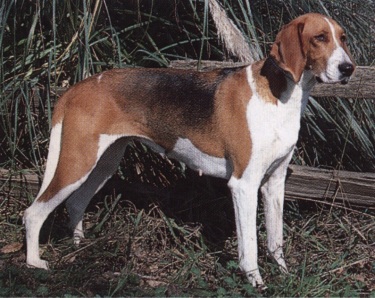 Foxhound