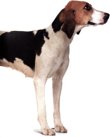 Foxhound