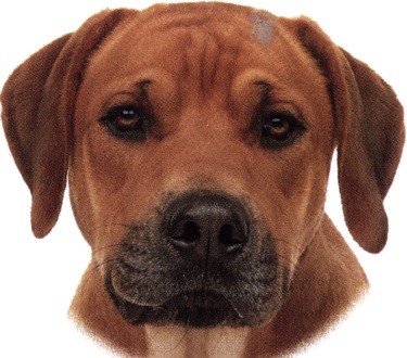 Ridgeback rhodesiano