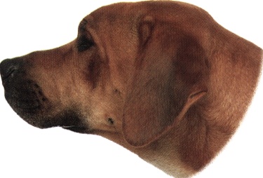 Ridgeback rhodesiano