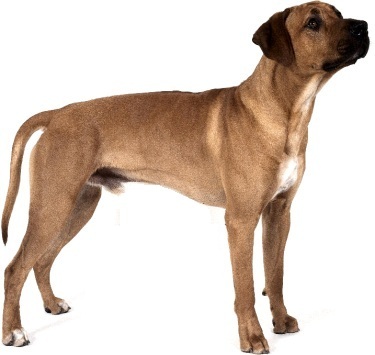 Ridgeback rhodesiano