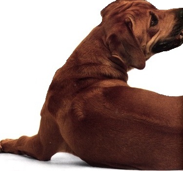 Ridgeback rhodesiano