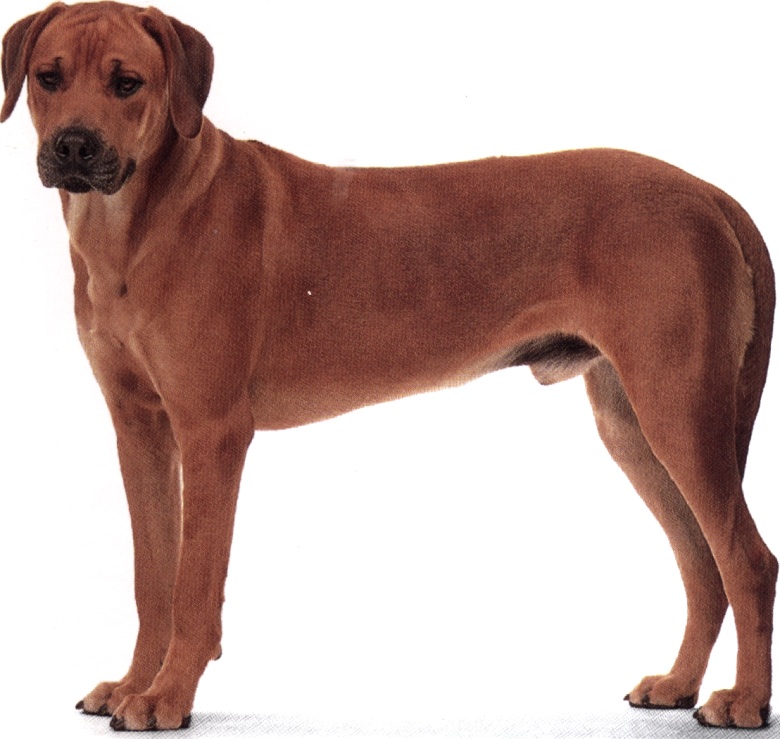Ridgeback rhodesiano
