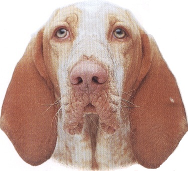 Bracco italiano