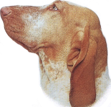 Bracco italiano