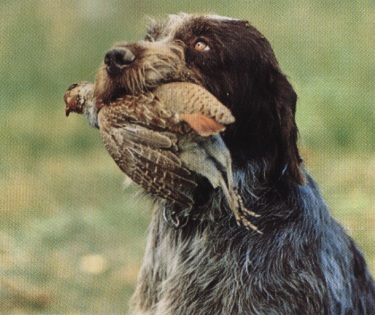 Bracco italiano