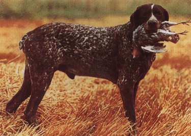 Bracco italiano