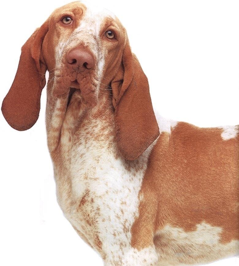Bracco italiano