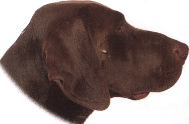Bracco tedesco