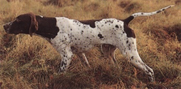 Bracco tedesco