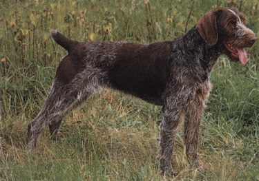 Bracco tedesco