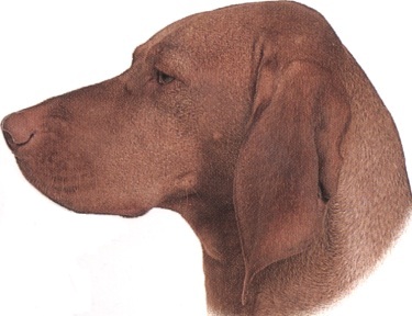 Bracco ungherese a pelo corto o Vizsla