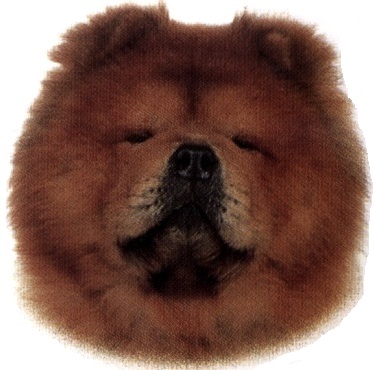 Chow Chow