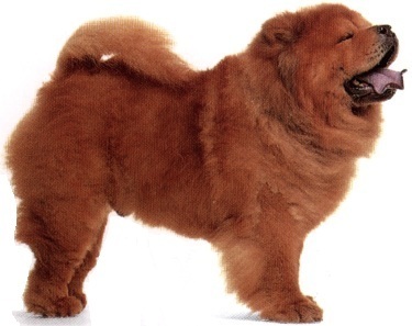 Chow Chow