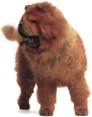 Chow Chow