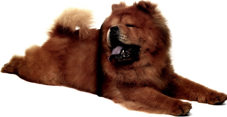 Chow Chow