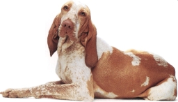 Bracco italiano