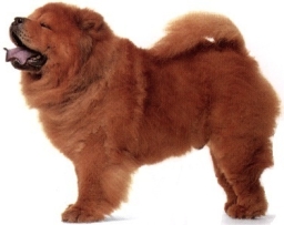 Chow Chow