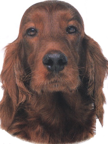 Setter