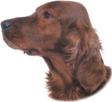 Setter