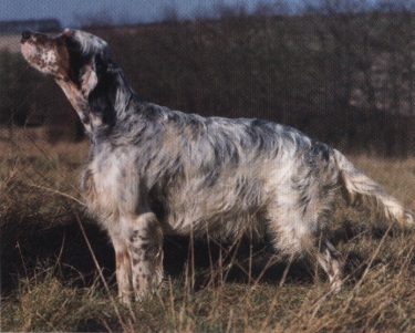 Setter